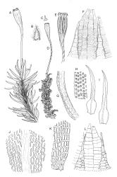 Image: R.C. Wagstaff © Landcare Research 2017 